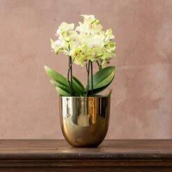 Phalaenopsis 'Boquetto Sensation' -Herbalife Shop pl2000041451 card2 lg