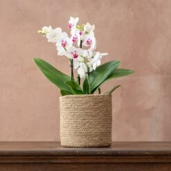 Phalaenopsis 'Boquetto Passione' 6 Phalaenopsis 'Boquetto Passione' -Herbalife Shop pl2000041452 card2 lg