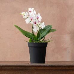 Phalaenopsis 'Boquetto Passione' 7 Phalaenopsis 'Boquetto Passione' -Herbalife Shop pl2000041452 card3 lg