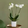 Phalaenopsis Theatro With Pot Cover 2 Phalaenopsis Theatro With Pot Cover -Herbalife Shop pl2000041453