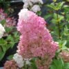 Hydrangea Paniculata Sundae Fraise ('Rensun') (PBR) -Herbalife Shop pl2000041481