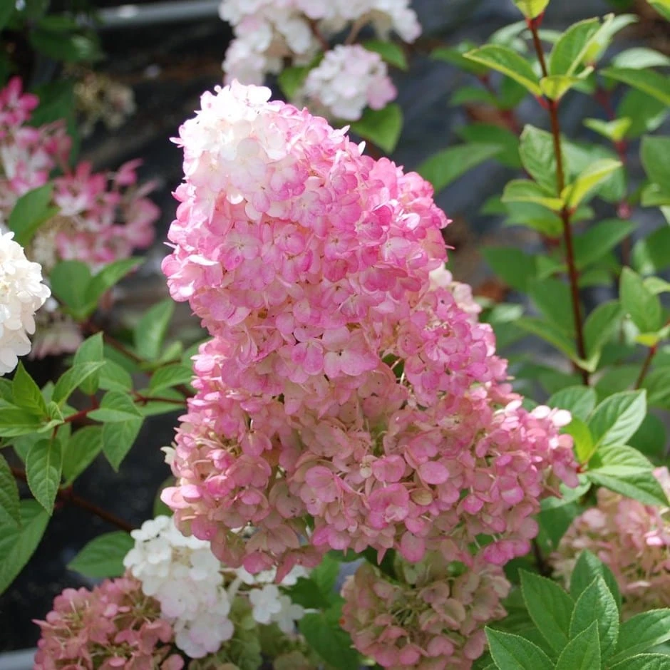 Hydrangea Paniculata Sundae Fraise ('Rensun') (PBR) 3 Hydrangea Paniculata Sundae Fraise ('Rensun') (PBR)