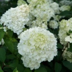 Hydrangea Paniculata Sundae Fraise ('Rensun') (PBR) 6 Hydrangea Paniculata Sundae Fraise ('Rensun') (PBR) -Herbalife Shop pl2000041481 card2 lg