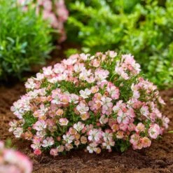 Rosa Cutie Pie ('ROP007') (PBR) -Herbalife Shop pl2000041521 card2 lg