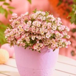 Rosa Cutie Pie ('ROP007') (PBR) -Herbalife Shop pl2000041521 card3 lg