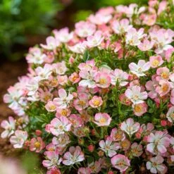 Rosa Cutie Pie ('ROP007') (PBR) -Herbalife Shop pl2000041521 card5 lg