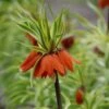 Fritillaria Imperialis 'Argenteovariegata'