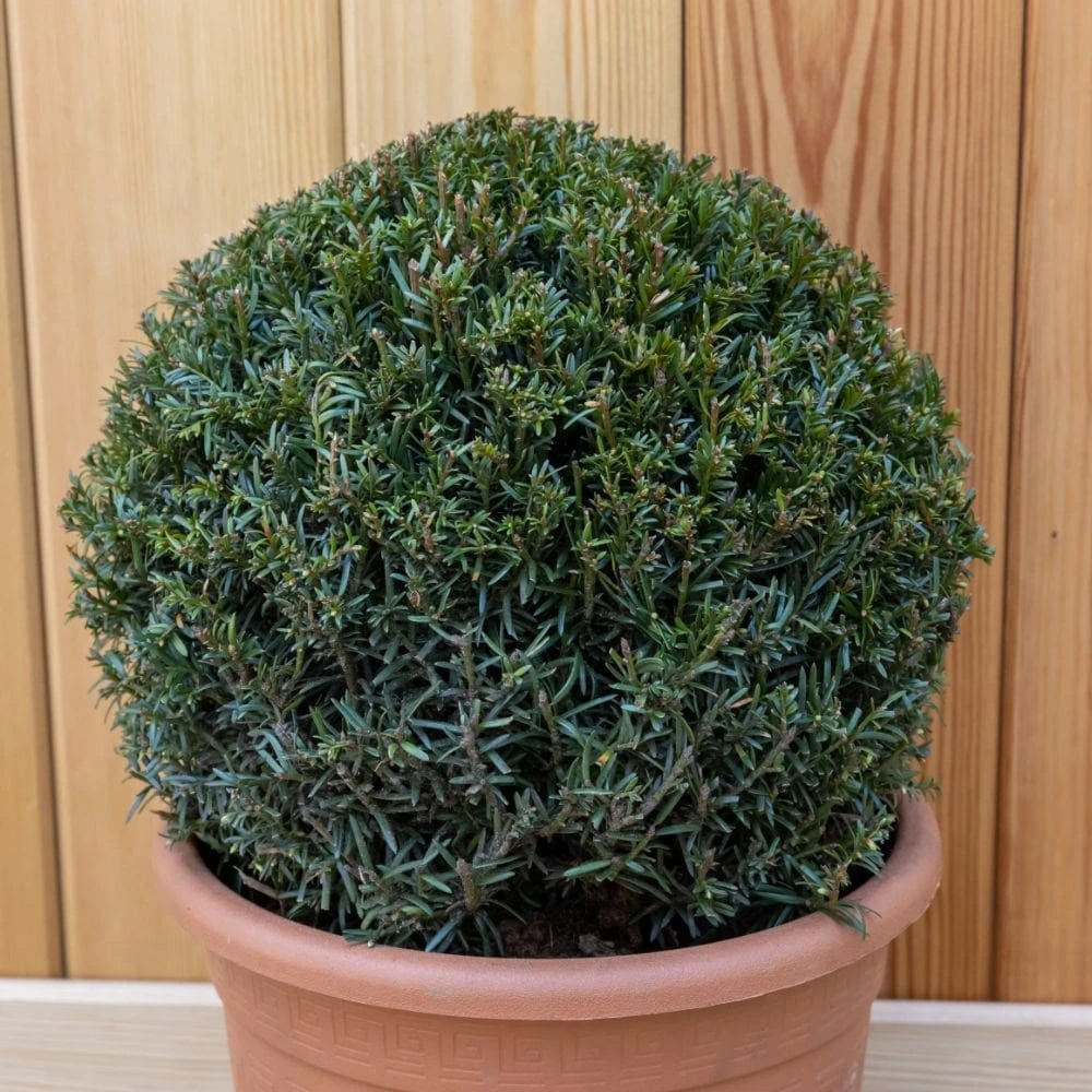 Taxus Baccata Ball 30-35 Cm 4 Taxus Baccata Ball 30-35 Cm - Image 2