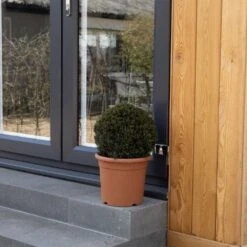 Taxus Baccata Ball 30-35 Cm 7 Taxus Baccata Ball 30-35 Cm -Herbalife Shop pl2000042478 card3 lg