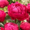 Paeonia Lactiflora Red Sarah Bernhardt -Herbalife Shop pl2000042500