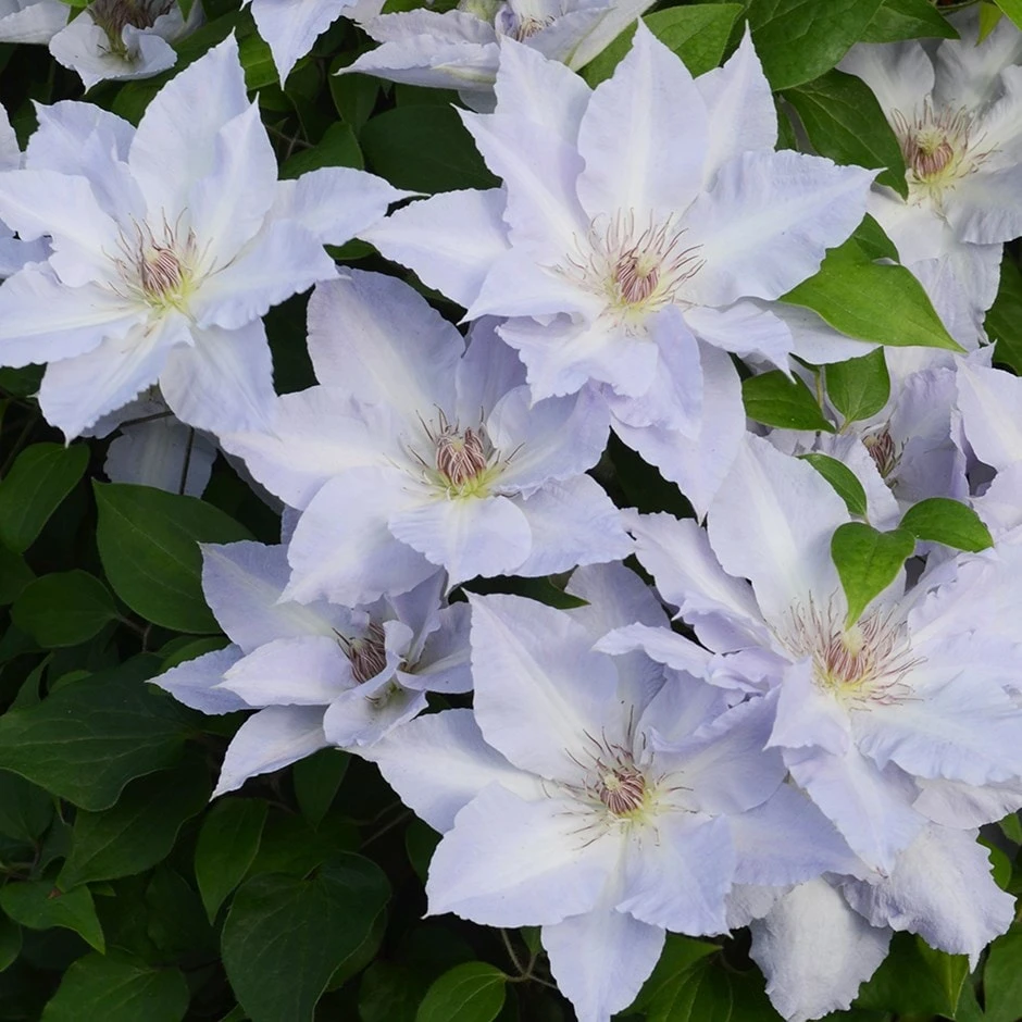 Clematis Tranquilité ('Evipo111') (PBR) (Boulevard Series) 3 Clematis Tranquilité ('Evipo111') (PBR) (Boulevard Series)
