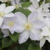 Clematis Ice Blue ('Evipo003') (PBR) (Prairie Series) -Herbalife Shop pl2000042533