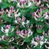 Lonicera Caprifolium -Herbalife Shop pl2000042595
