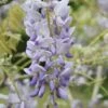 Wisteria Floribunda 'Lawrence' -Herbalife Shop pl2000042608