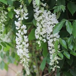 Wisteria Frutescens Subsp. Macrostachya 'Clara Mack'