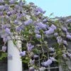 Wisteria Frutescens -Herbalife Shop pl2000042611