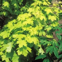 Acer Platanoides Princeton Gold ('Prigo') (PBR)