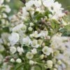 Malus Brevipes 'Wedding Bouquet' -Herbalife Shop pl2000042632