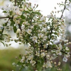 Malus Brevipes 'Wedding Bouquet' -Herbalife Shop pl2000042632 card3 lg