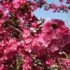 Malus 'Princeton Cardinal' -Herbalife Shop pl2000042635