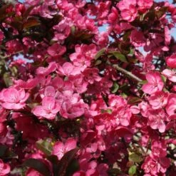 Malus 'Princeton Cardinal' -Herbalife Shop pl2000042635 card2 lg