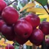 Malus × Atrosanguinea 'Gorgeous' 2 Malus × Atrosanguinea 'Gorgeous' -Herbalife Shop pl2000042636