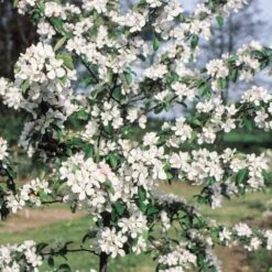 Malus × Atrosanguinea 'Gorgeous' -Herbalife Shop pl2000042636 card2 lg