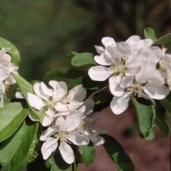 Malus × Atrosanguinea 'Gorgeous' -Herbalife Shop pl2000042636 card3 lg