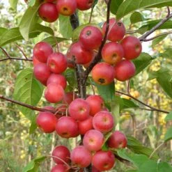 Malus × Atrosanguinea 'Gorgeous' -Herbalife Shop pl2000042636 card4 lg