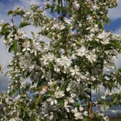 Malus 'Comtesse De Paris' -Herbalife Shop pl2000042637 card2 lg