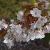 Prunus 'Chocolate Ice ('Matsumae-fuki')' 1 Prunus 'Chocolate Ice ('Matsumae-fuki')' -Herbalife Shop pl2000042649