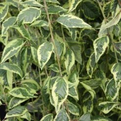 Prunus Frilly Frock ('Fpmspl') -Herbalife Shop pl2000042650 card2 lg