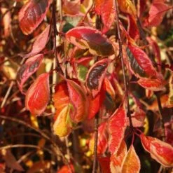 Prunus Frilly Frock ('Fpmspl') -Herbalife Shop pl2000042650 card3 lg