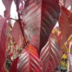 Prunus 'Royal Burgundy' -Herbalife Shop pl2000042655 card2 lg