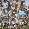 Prunus 'Sunset Boulevard' 2 Prunus 'Sunset Boulevard' -Herbalife Shop pl2000042660