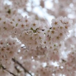 Prunus × Yedoensis -Herbalife Shop pl2000042666 card2 lg