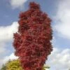Sorbus Autumn Spire ('Flanrock') (PBR) -Herbalife Shop pl2000042667
