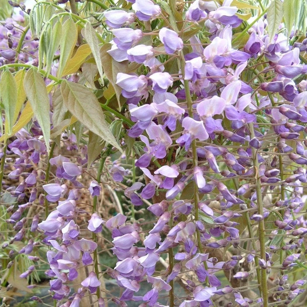 Wisteria Floribunda 'Kokuryū' 4 Wisteria Floribunda 'Kokuryū' - Image 2