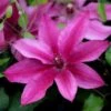 Clematis Darcy ('Evipo106') (PBR) (Tudor Patio Series) -Herbalife Shop pl2000042727