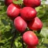 Mirabelle 'Ruby COLLUMNAR' 1 Mirabelle 'Ruby COLLUMNAR' -Herbalife Shop pl2000042758