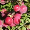 Plum 'Mirabelle Countess' -Herbalife Shop pl2000042760