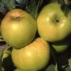 Apple 'Bountiful' -Herbalife Shop pl2000042781