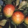 Apple 'Sunset' 2 Apple 'Sunset' -Herbalife Shop pl2000042791