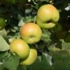 Apple 'Bramley's Seedling' -Herbalife Shop pl2000042817