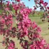 Malus × Purpurea 'Crimson Cascade' 1 Malus × Purpurea 'Crimson Cascade' -Herbalife Shop pl2000042818