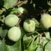 Greengage 'Denniston's Superb' 2 Greengage 'Denniston's Superb' -Herbalife Shop pl2000042852