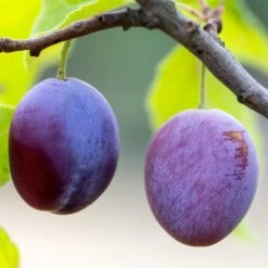 Greengage 'Reine-Claude Violette'