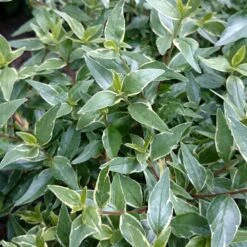 Abelia × Grandiflora Lucky Lots ('Wevo2') (PBR) -Herbalife Shop pl2000043067 card3 lg