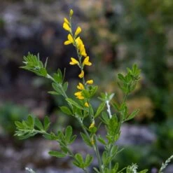 Genista 'Porlock' -Herbalife Shop pl2000043068 card2 lg