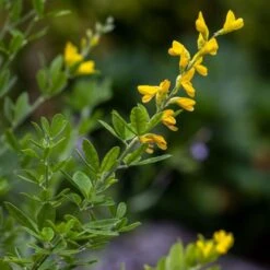 Genista 'Porlock' -Herbalife Shop pl2000043068 card3 lg